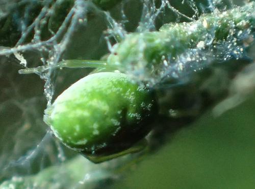 Nigma walckenaeri